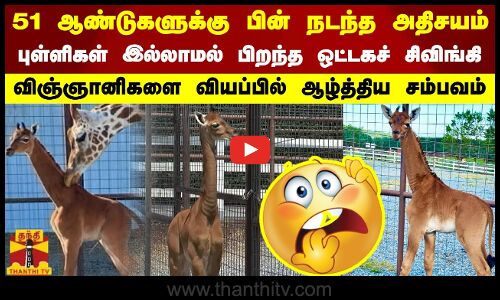 51 ஆண்டுகளுக்கு பின் நடந்த அதிசயம்-புள்ளிகள் இல்லாமல்  பிறந்த ஒட்டகச் சிவிங்கி..