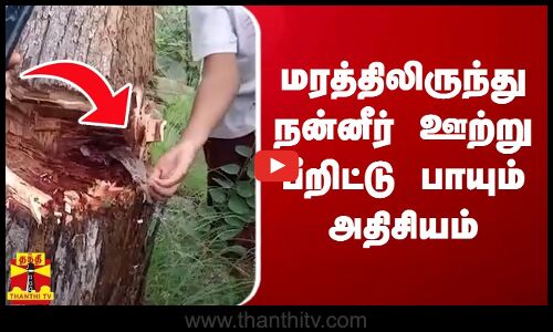 மரத்திலிருந்து நன்னீர் ஊற்று பீறிட்டு பாயும் அதிசியம்..!