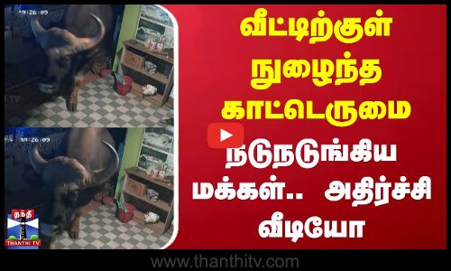 வீட்டிற்குள் நுழைந்த காட்டெருமை - நடுநடுங்கிய மக்கள்.. அதிர்ச்சி வீடியோ