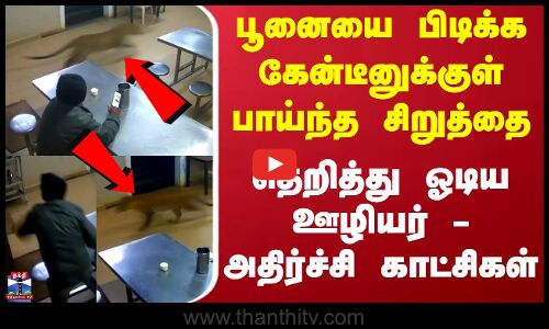 Nilgiris  | Cat | Leopard | கேன்டீனுக்குள் நுழைந்த சிறுத்தை - தெறித்து ஓடிய ஊழியர்