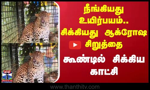 Kerala | Cheetah | நீங்கியது உயிர்பயம்.. சிக்கியது ஆக்ரோஷ சிறுத்தை - கூண்டில் சிக்கிய காட்சி