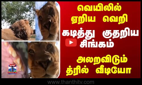 வெயிலில் ஏறிய வெறி... கடித்து குதறிய சிங்கம் - அலறவிடும் த்ரில் வீடியோ