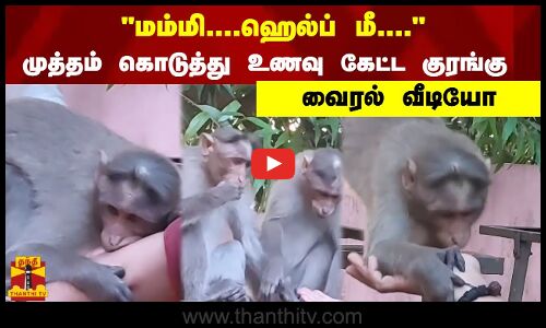 மம்மி....ஹெல்ப் மீ.... - முத்தம் கொடுத்து உணவு கேட்ட குரங்கு  - வைரல் வீடியோ