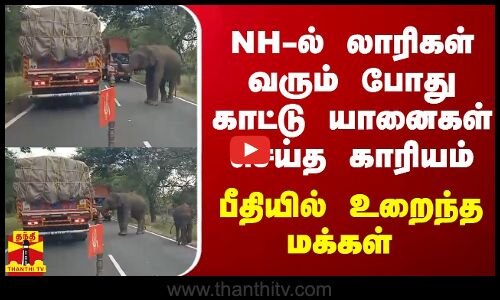 NH-ல் லாரிகள் வரும் போது காட்டு யானைகள் செய்த காரியம் - பீதியில் உறைந்த மக்கள்
