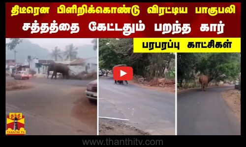 திடீரென பிளிறிக்கொண்டு விரட்டிய பாகுபலி.. சத்தத்தை கேட்டதும் பறந்த கார்.. பரபரப்பு காட்சிகள்