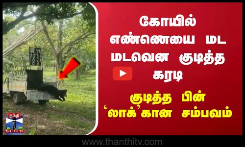 கோயில் எண்ணெயை மட மடவென குடித்த கரடி..குடித்த பின் `லாக்’கான சம்பவம்