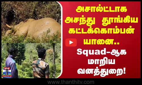 Nilgiris Elephant | அசால்ட்டாக அசந்து தூங்கிய கட்டக்கொம்பன் யானை  Squad - ஆக மாறிய வனத்துறை