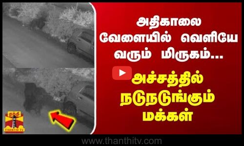 அதிகாலை வேளையில் வெளியே வரும் மிருகம்... அச்சத்தில் நடுநடுங்கும் மக்கள்