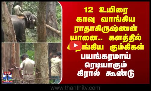Elephant | Nilgiri | 12 உயிரை காவு வாங்கிய ராதாகிருஷ்ணன் யானை.. களத்தில் இறங்கிய கும்கிகள்