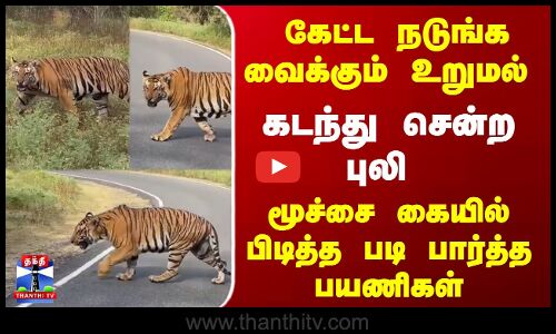 Tiger | Nilgiris | கேட்ட நடுங்க வைக்கும் உறுமல்.. கடந்து சென்ற புலி - மிரண்டு பார்த்த பயணிகள்