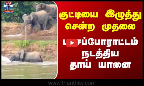 Elephant | குட்டியை இழுத்து சென்ற முதலை - பாசப்போராட்டம் நடத்திய தாய் யானை