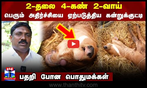 2-தலை 4-கண் 2-வாய் பெரும் அதிர்ச்சியை ஏற்படுத்திய கன்றுக்குட்டி. பதறி போன பொதுமக்கள்