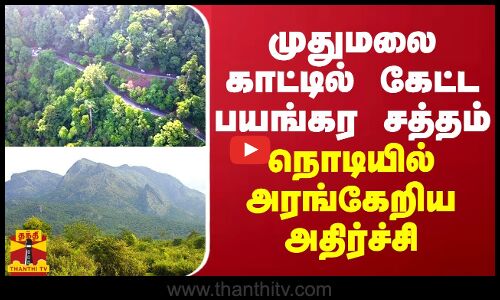 முதுமலை காட்டில் கேட்ட பயங்கர சத்தம்...நொடியில் அரங்கேறிய அதிர்ச்சி சம்பவம்