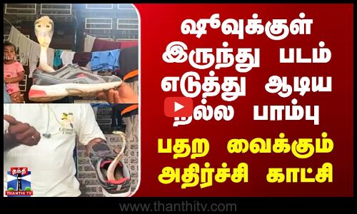 ஷூவுக்குள் இருந்து படம் எடுத்து ஆடிய நல்ல பாம்பு | பதற வைக்கும் அதிர்ச்சி காட்சி