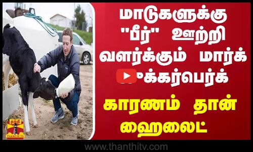 மாடுகளுக்கு பீர் ஊற்றி வளர்க்கும் மார்க் ஜுக்கர்பெர்க் - காரணம் தான் ஹைலைட்