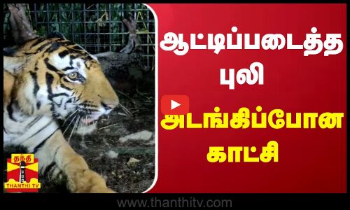 ஆட்டிப்படைத்த புலி அடங்கிப்போன காட்சி.. | Tiger | Forest