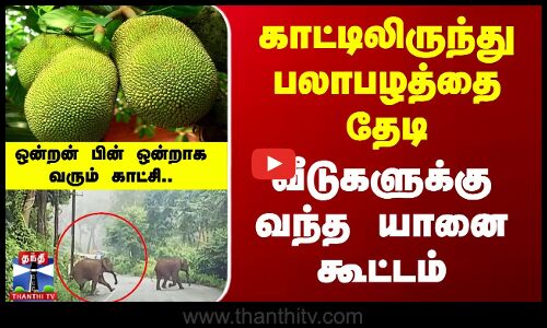 Nilgiri Elephant | JackFruit | காட்டிலிருந்து பலாபழத்தை தேடி  வீடுகளுக்கு வந்த யானை கூட்டம்