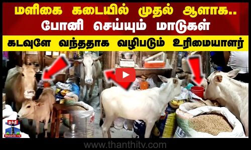 மளிகை கடையில் முதல் ஆளாக போனி செய்யும் மாடுகள்.. கடவுளே வந்ததாக வழிபடும் உரிமையாளர்