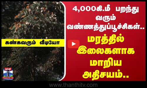 4000கி.மீ பறந்து வரும் வண்ணத்துப்பூச்சிகள்.. மரத்தில் இலைகளாக மாறிய அதிசயம்..