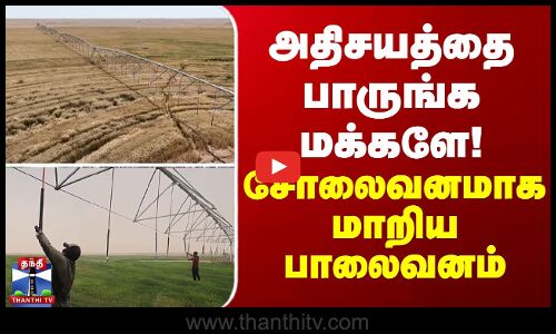 Desert அதிசயத்தை பாருங்க மக்களே... சோலைவனமாக மாறிய பாலைவனம்