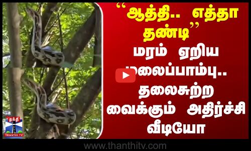 ``ஆத்தி.. எத்தா தண்டி - மரம் ஏறிய மலைப்பாம்பு.. தலைசுற்ற வைக்கும் அதிர்ச்சி வீடியோ
