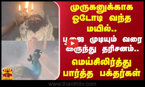 முருகனுக்காக ஓடோடி வந்த மயில்..பூஜை முடியும் வரை இருந்து தரிசனம்.. மெய்சிலிர்த்து பார்த்த பக்தர்கள்