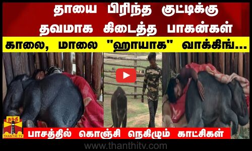 தாயை பிரிந்த குட்டிக்கு - தவமாக கிடைத்த பாகன்கள் - பாசத்தில் கொஞ்சி நெகிழும் காட்சிகள் -