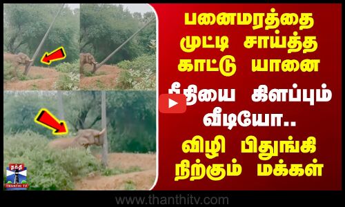 Tenkasi Elephant Viral Video | பனைமரத்தை முட்டி சாய்த்த காட்டு யானை - பீதியை கிளப்பும் வீடியோ..