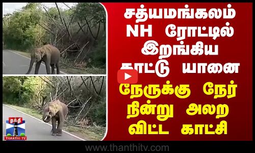 சத்யமங்கலம் NH ரோட்டில் இறங்கிய காட்டு யானை - நேருக்கு நேர் நின்று அலற விட்ட காட்சி