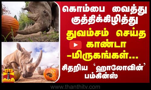 கொம்பை வைத்து குத்திக்கிழித்து... துவம்சம் செய்த காண்டாமிருகங்கள்... சிதறிய `ஹாலோவின் பம்கின்ஸ்