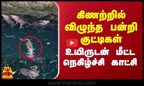 கிணற்றில் விழுந்த பன்றி குட்டிகளை உயிருடன் மீட்ட பொதுமக்கள்.. நெகிழ்ச்சி காட்சி
