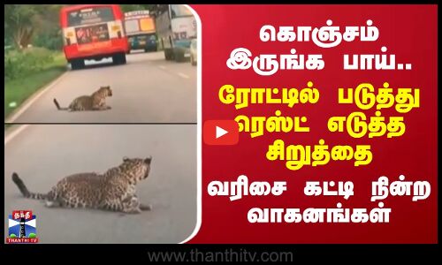 கொஞ்சம் இருங்க பாய் - ரோட்டில் படுத்து ரெஸ்ட் எடுத்த சிறுத்தை