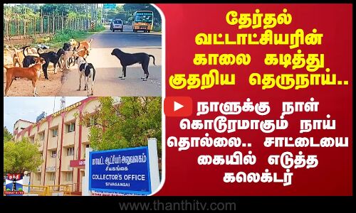 Sivagangai Dog Issue | வட்டாட்சியரை கடித்து குதறிய தெருநாய் - சிவகங்கை கலெக்ட்ர் எடுத்த முடிவு