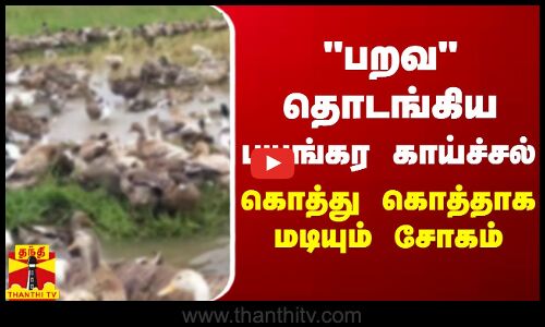 பறவ தொடங்கிய பயங்கர காய்ச்சல் - கொத்து கொத்தாக மடியும் சோகம்