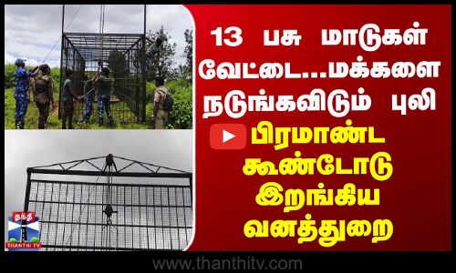 13 பசு மாடுகள் வேட்டை... மக்களை நடுங்கவிடும் புலி... பிரமாண்ட கூண்டோடு இறங்கிய வனத்துறை