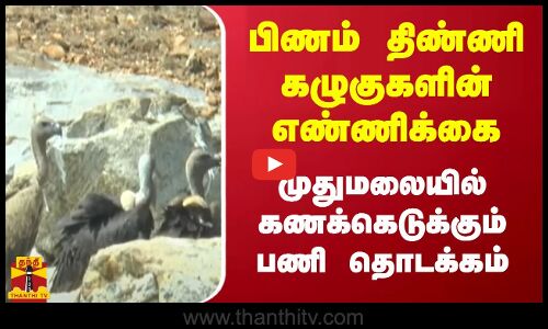 பிணம் திண்ணி கழுகுகளின் எண்ணிக்கை...முதுமலையில் கணக்கெடுக்கும் பணி தொடக்கம்